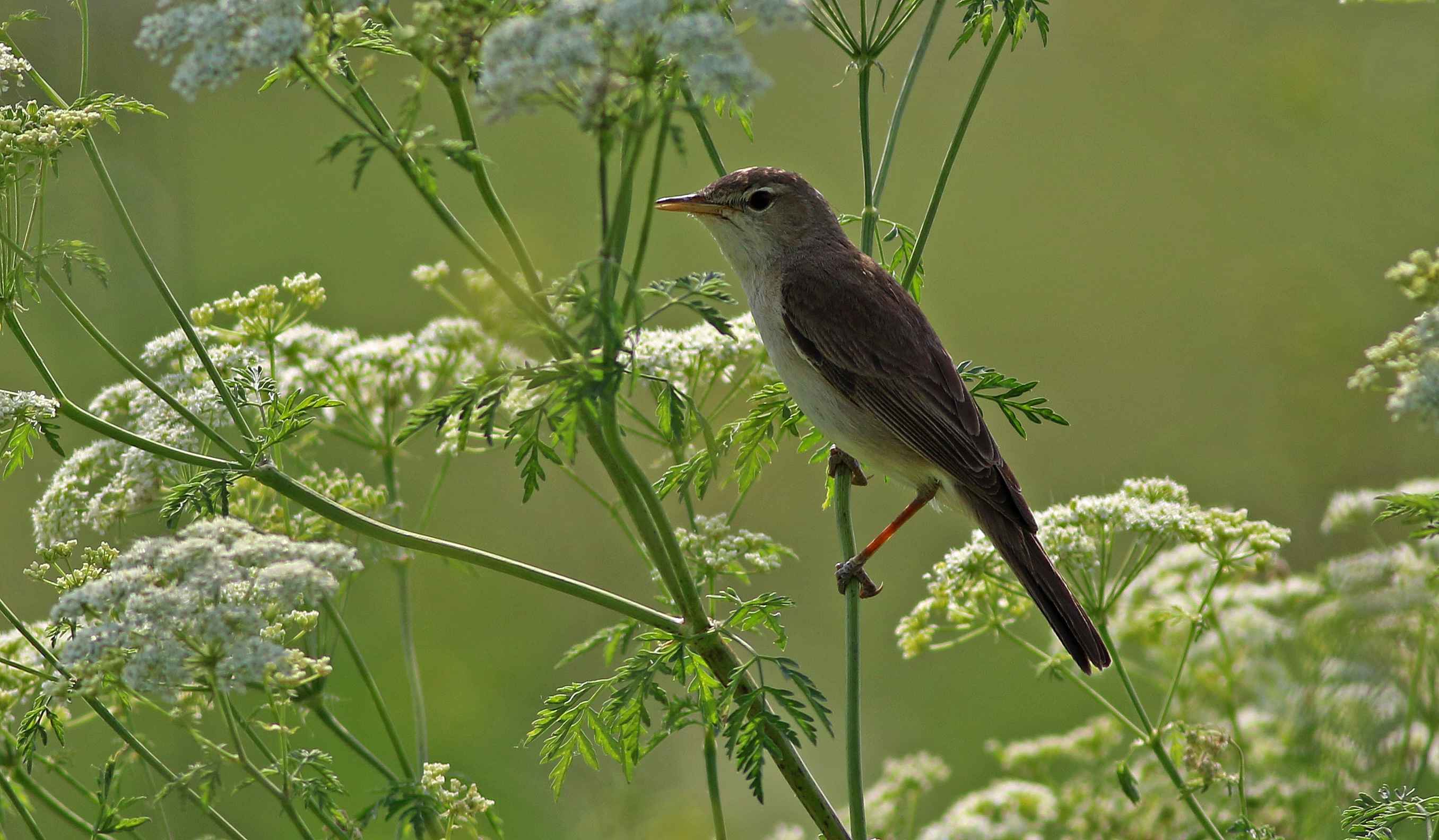 Eastern Olivaceous Warbler